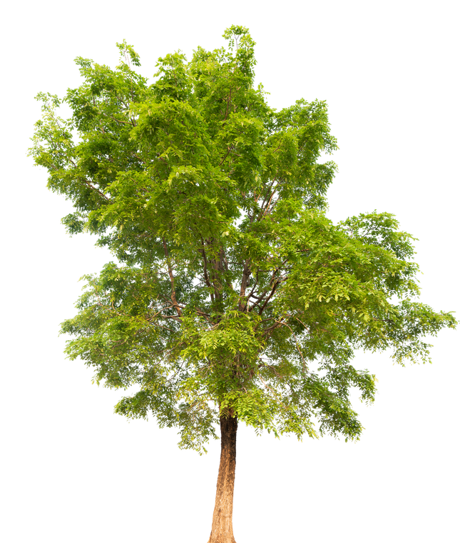 Un arbre feuillu
