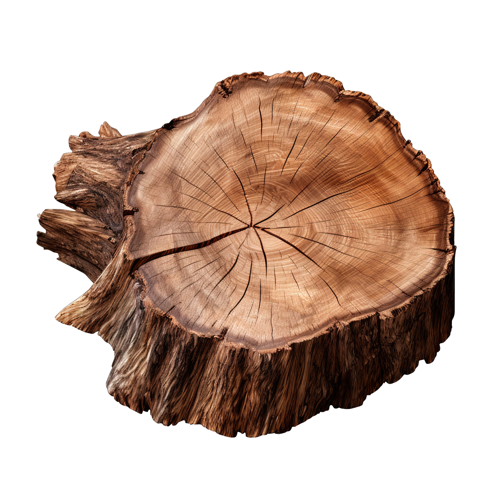 Une souche d'arbre