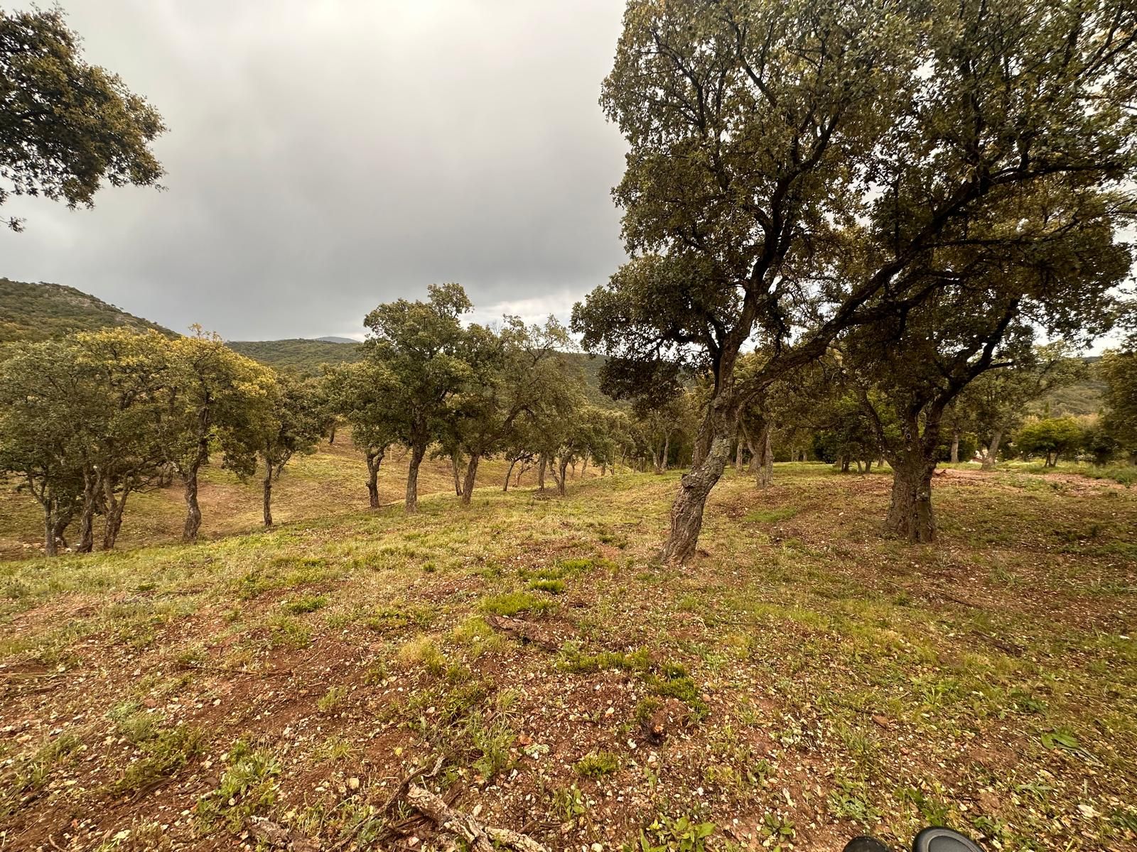 Débroussaillage d'un terrain avec des arbres