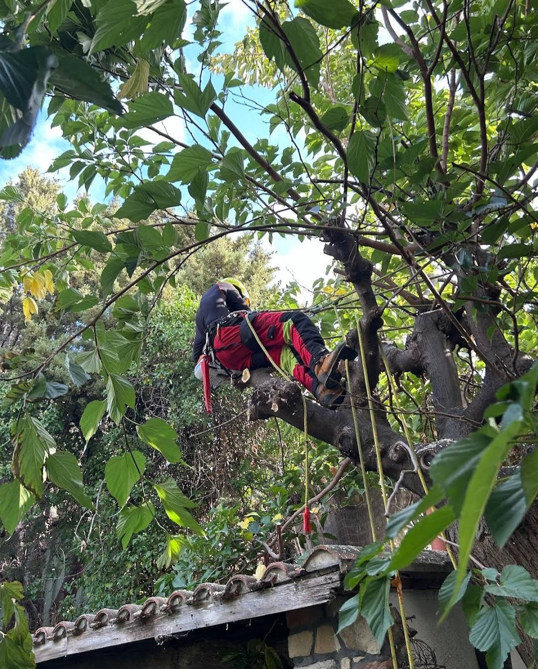 Élagage d'un arbre près d'une structure