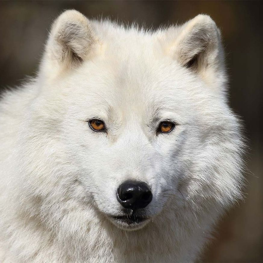 Eine Nahaufnahme eines weißen Wolfs mit braunen Augen, der in die Kamera schaut.