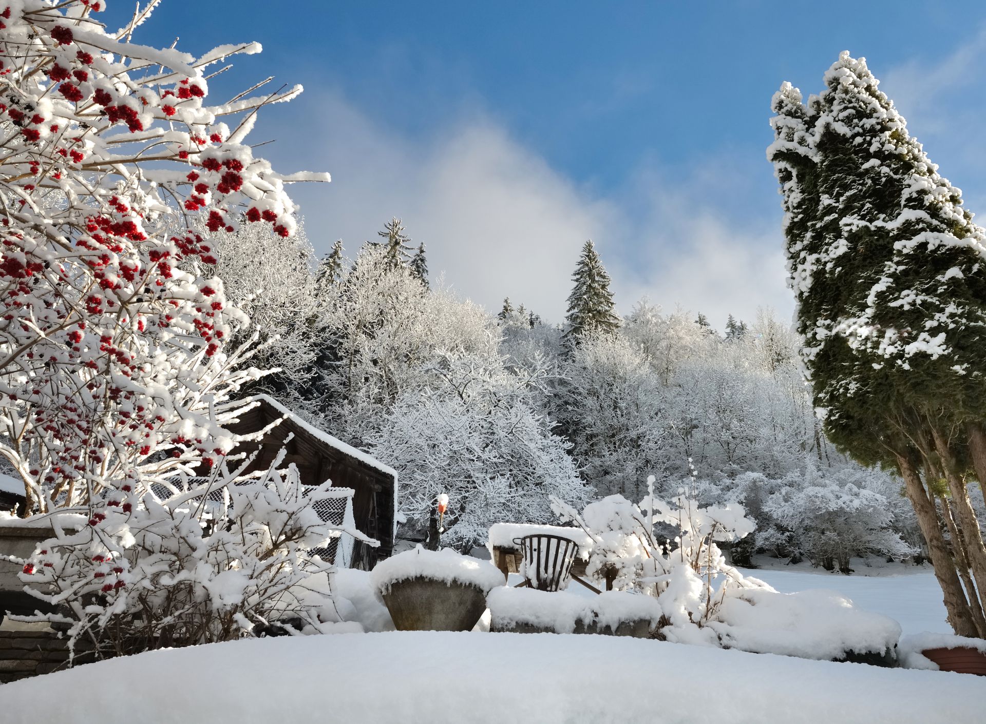 Ein verschneiter Wald mit schneebedeckten Bäumen und Sträuchern
