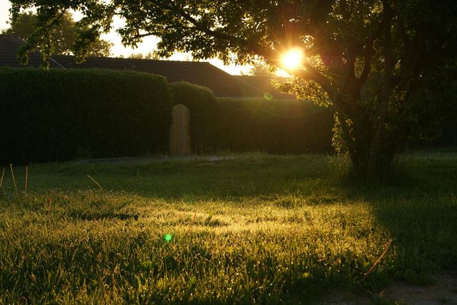 Die Sonne scheint durch die Zweige eines Baumes