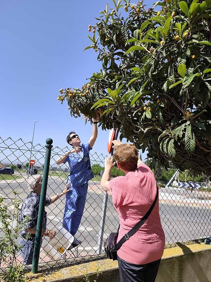 Dos personas podando un árbol junto a una valla de tela metálica en un día soleado.