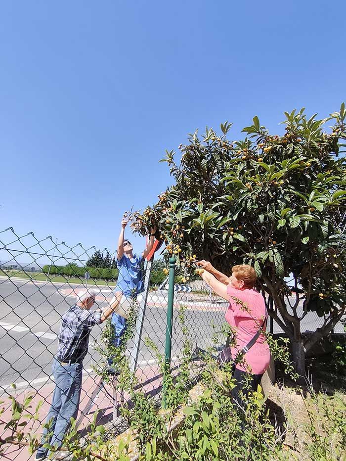 Tres personas podando un árbol junto a una valla de tela metálica en un día soleado.