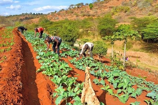 Eine Gruppe von Menschen arbeitet in einem Feld mit Gemüse .