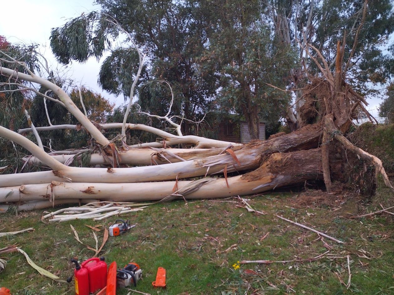 Un tronc d'eucalyptus tombé bloque une zone boisée, avec des bidons d'essence rouges et des outils au premier plan.