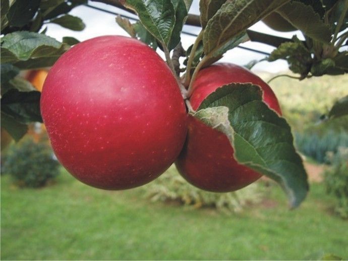 Les pommes Idared...