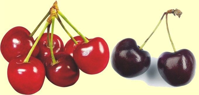 Les cerises de Bâle et de Vaud