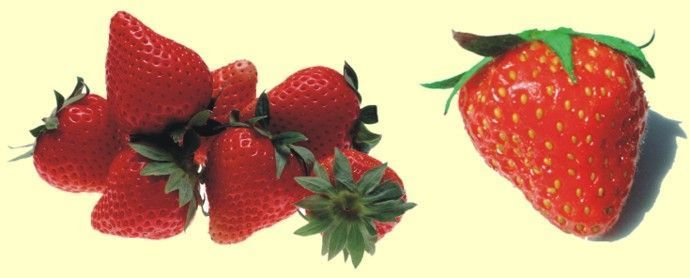 Les fraises du Valais et de Vaud