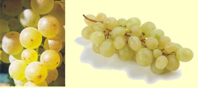 Le raisin Chasselas du litoral neuchâtelois