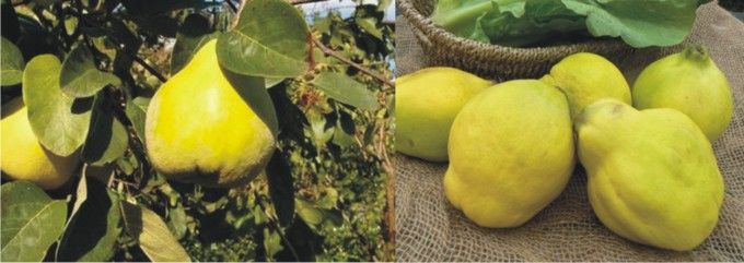 Les coings du Valais et de Vaud