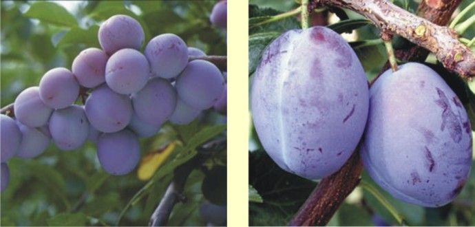 Les pruneaux Fellenberg de Vaud et du Jura