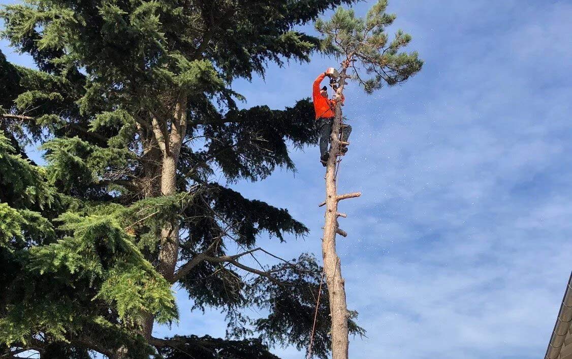 Elagage d'un arbre haut