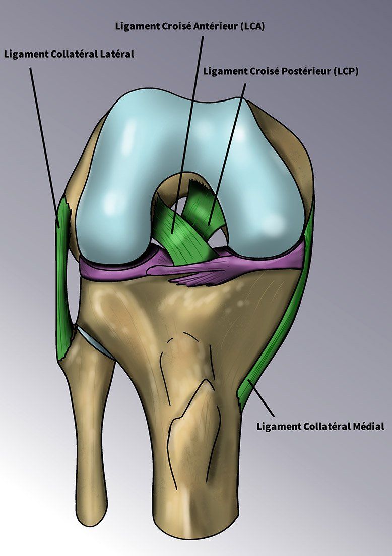Schéma ligament croisé sain