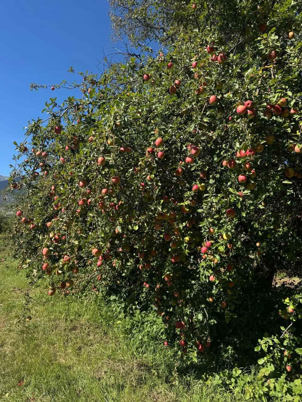 Vergers de bioverger.ch à Bramois