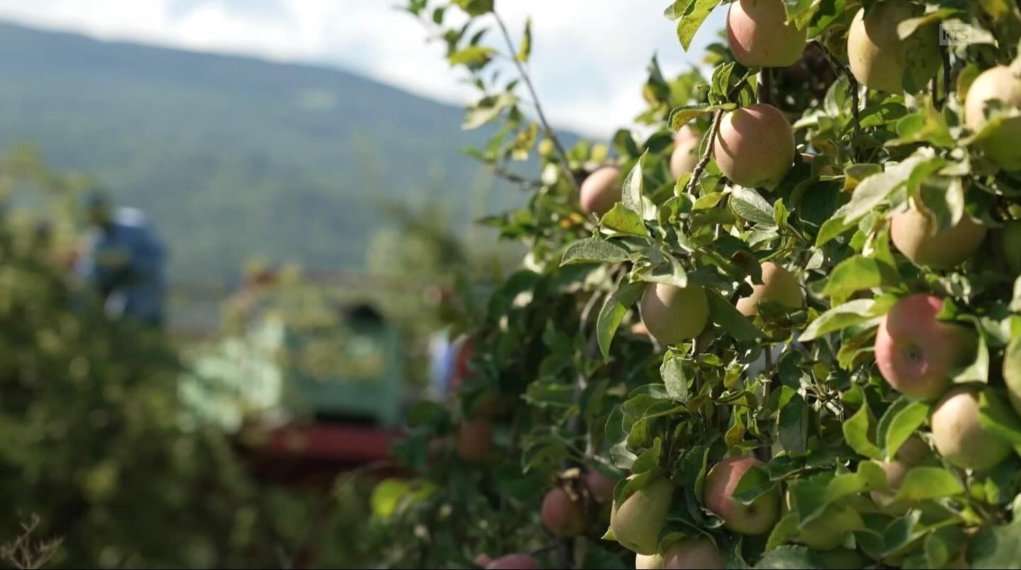 Des pommes sur les branches d'un arbre dans un verger.
