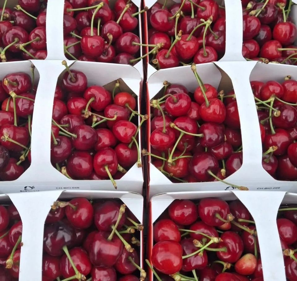 Des boîtes remplies de cerises rouges mûres, avec leurs queues.