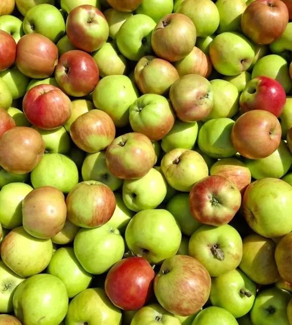 Tas de pommes vertes et rouges.