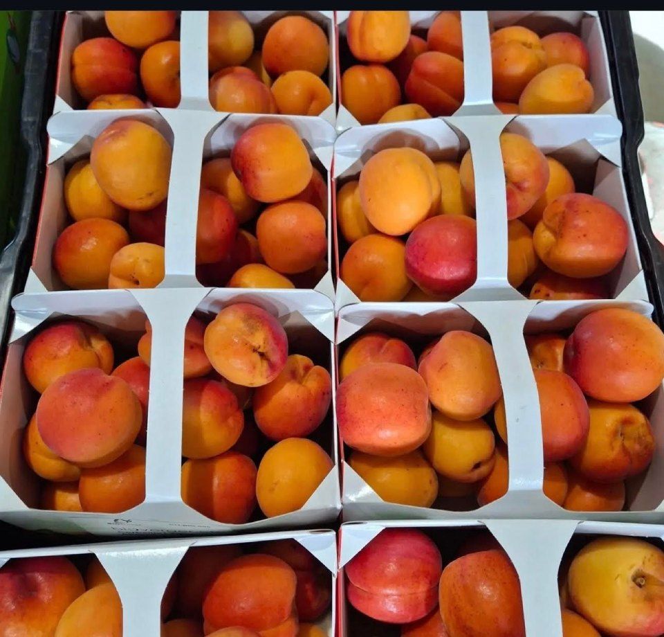 Des caisses remplies d'abricots mûrs, aux teintes orangées et rouges.