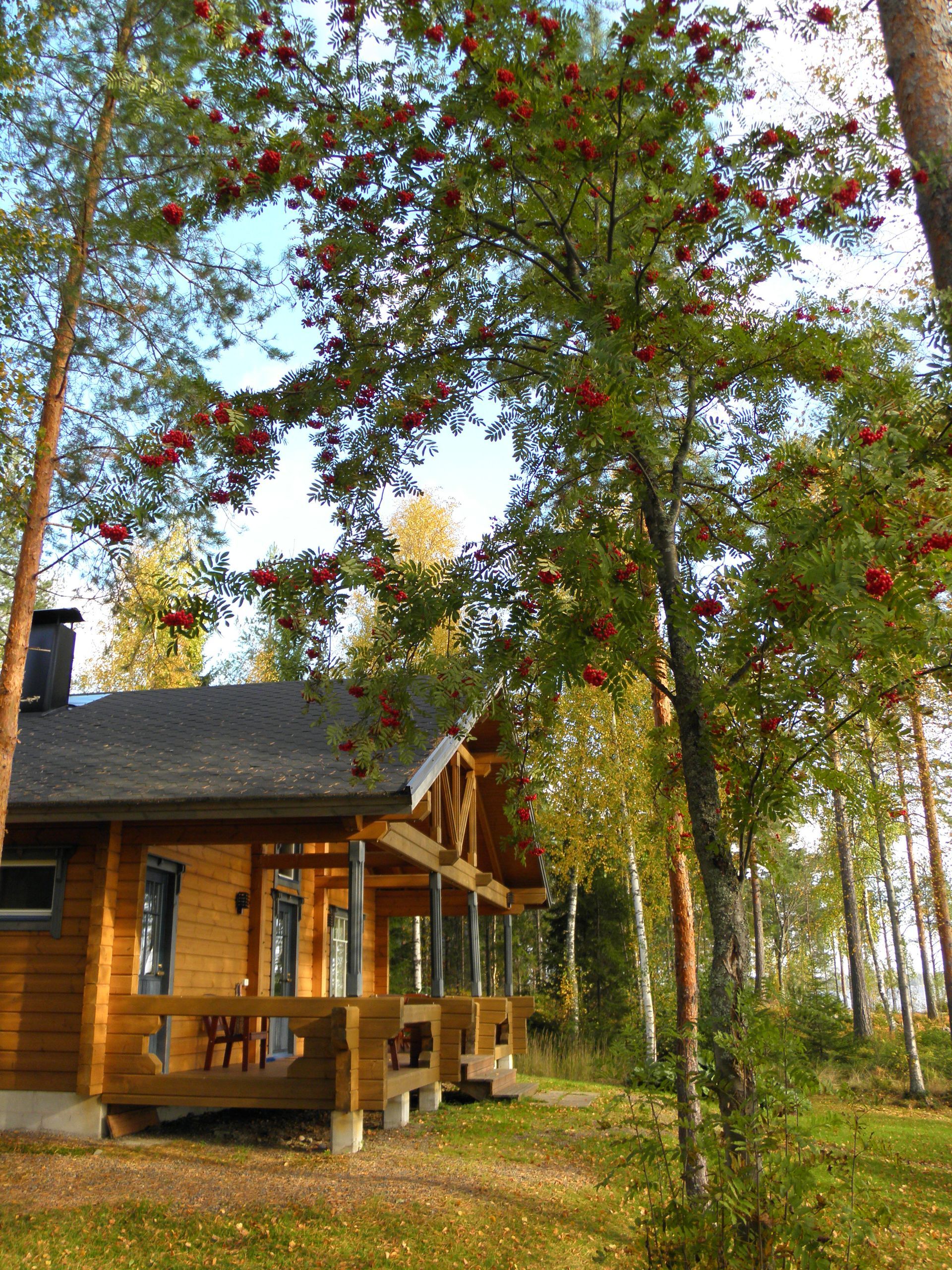 Hämäläinen Antti