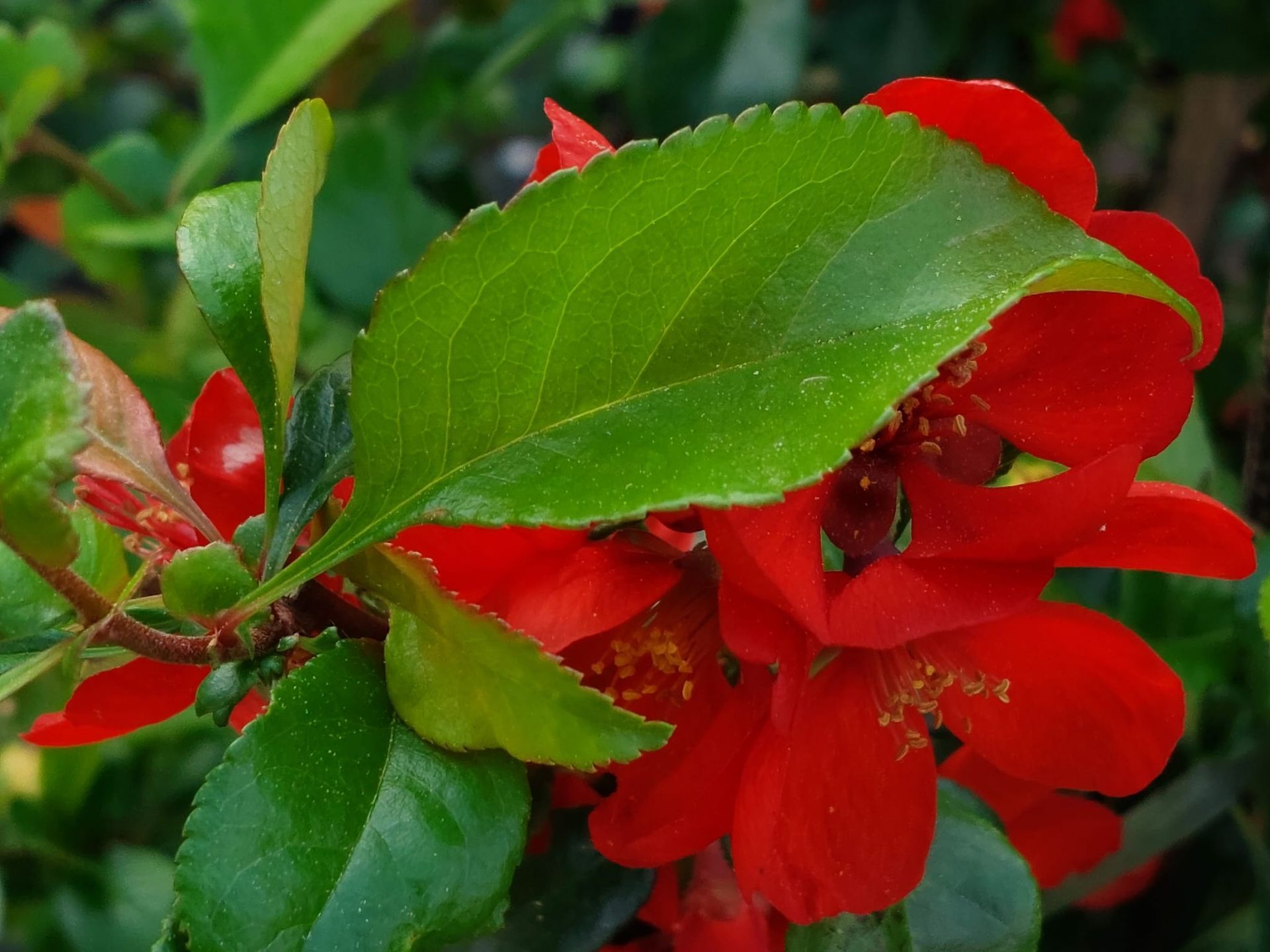 Eine Nahaufnahme einer roten Blume mit grünen Blättern