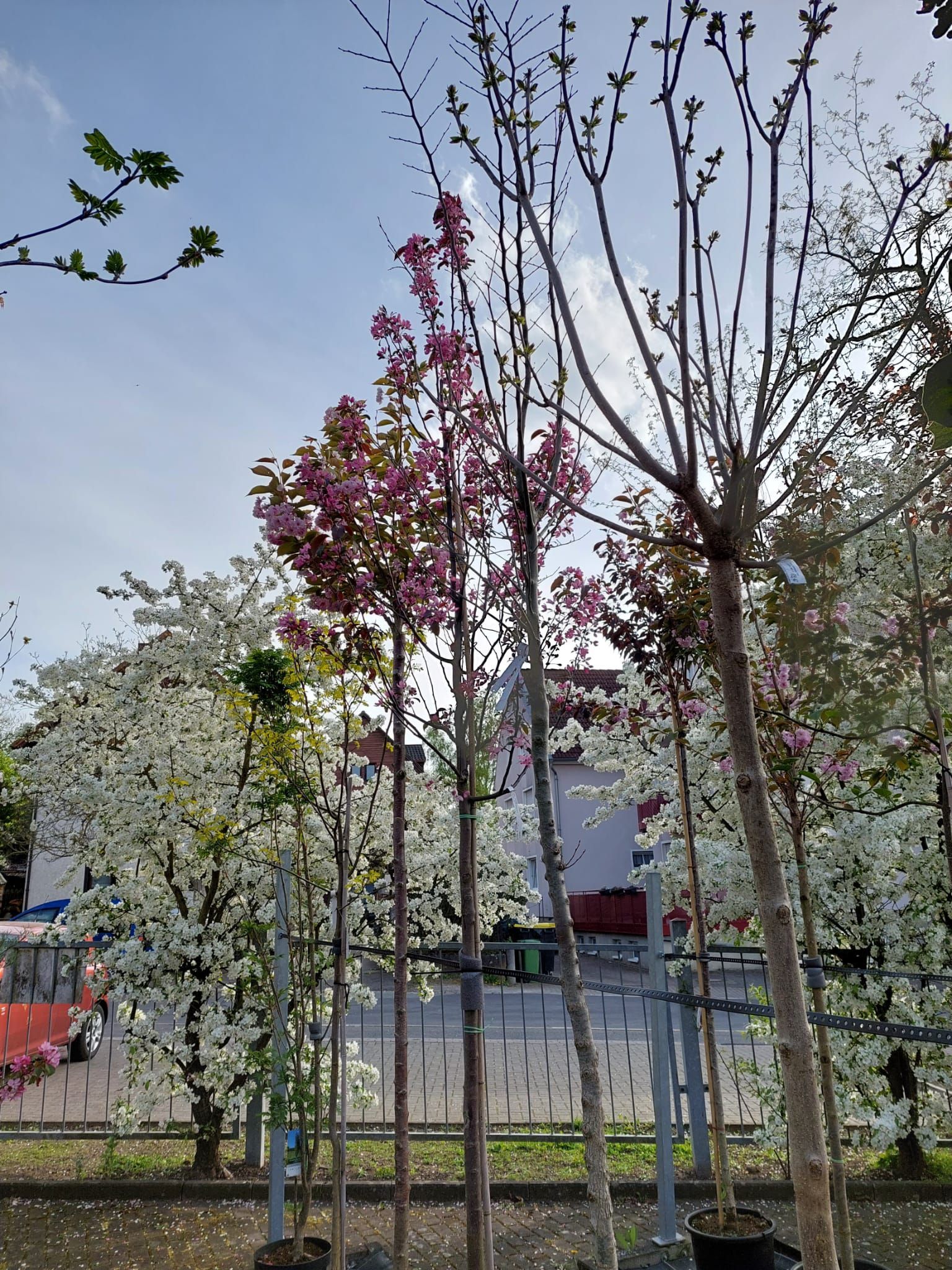 Eine Reihe von Bäumen mit rosa und weißen Blüten