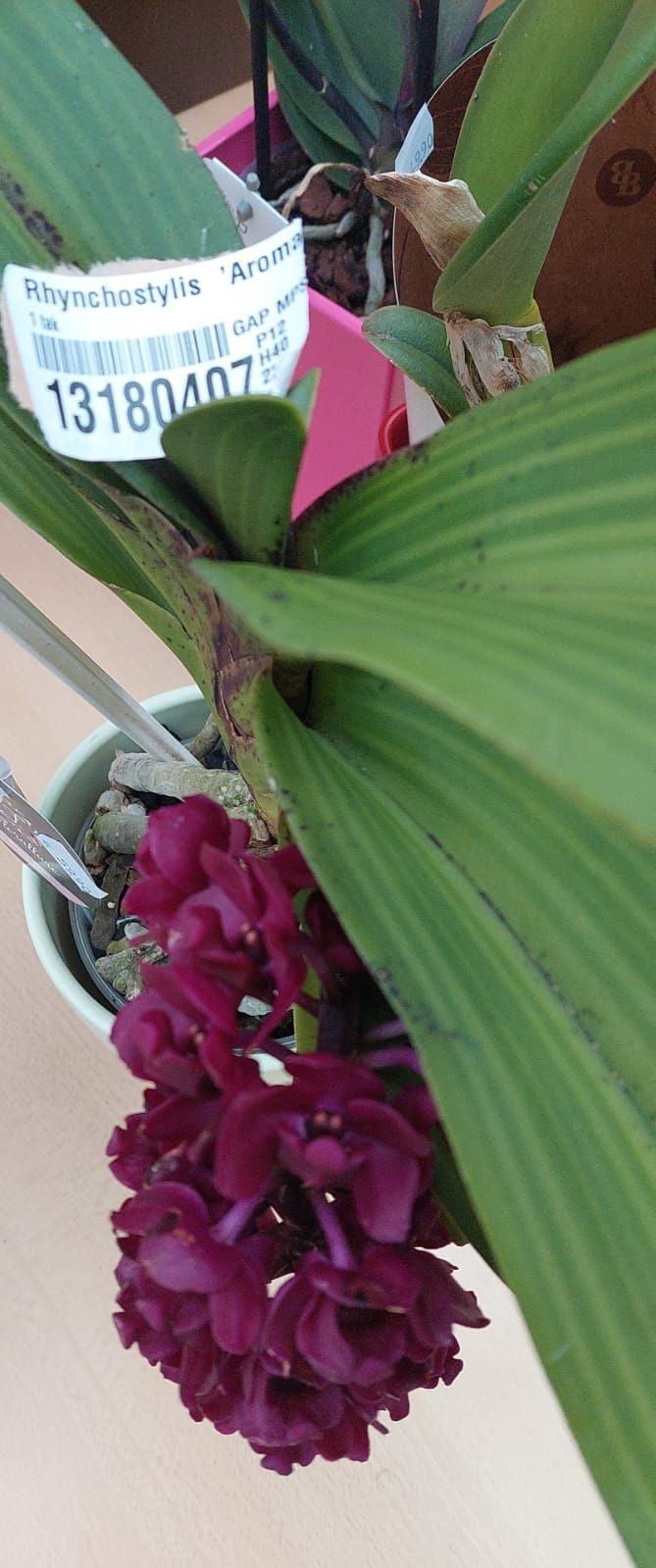 Eine Nahaufnahme einer Pflanze mit violetten Blüten und grünen Blättern.