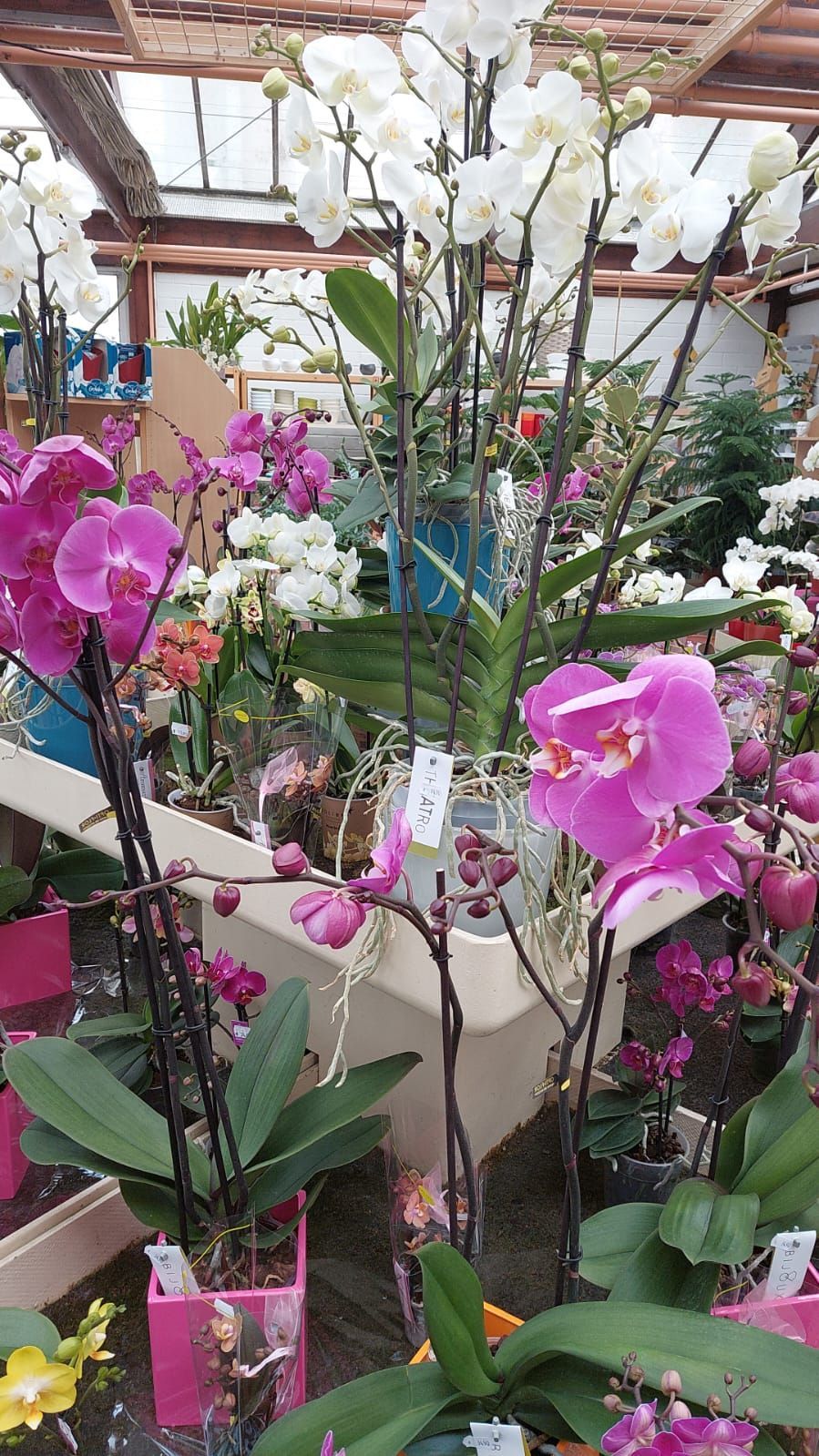Ein Strauß Orchideen steht auf einem Tisch in einem Gewächshaus.