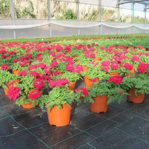 Fileiras de plantas com flores vermelhas em vasos laranja dentro de uma estufa, sobre um tapete preto de ervas daninhas.