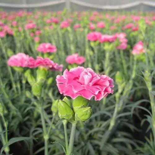 Flores de cravo rosa florescendo em um campo.