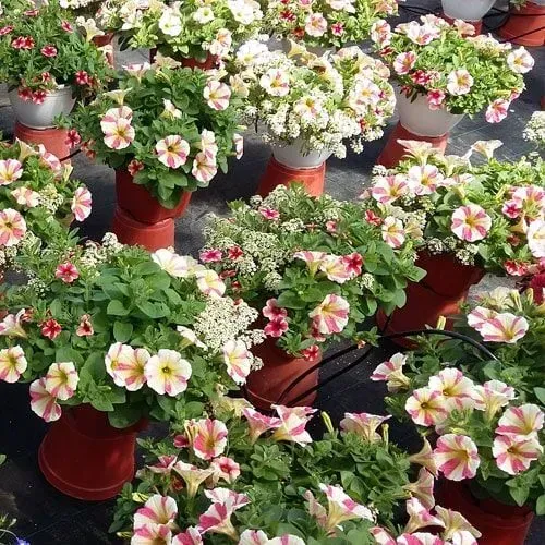 Petúnias em vasos vermelhos; flores listradas de rosa e branco, folhagem verde exuberante, ambiente de estufa.