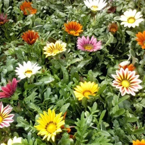 Flores coloridas de Gazania em um canteiro de folhagem verde, exibindo vários tons de amarelo, laranja, branco e rosa.