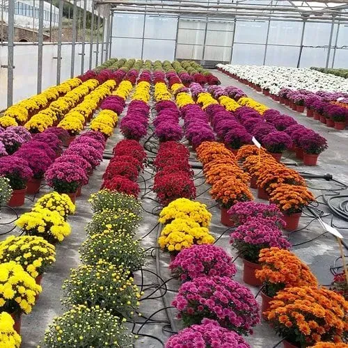 Fileiras de crisântemos coloridos em uma estufa: amarelo, roxo, laranja, vermelho e branco.