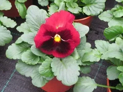 Amor-perfeito vermelho e bordô escuro com centro amarelo, cercado por folhas verdes.