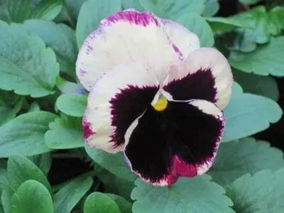 Flor de amor-perfeito branca com centro e bordas roxo-escuros, cercada por folhas verdes.