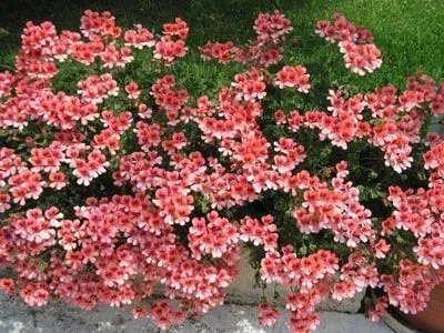 Flores de gerânio rosa e branco em plena floração, caindo em cascata sobre um vaso.