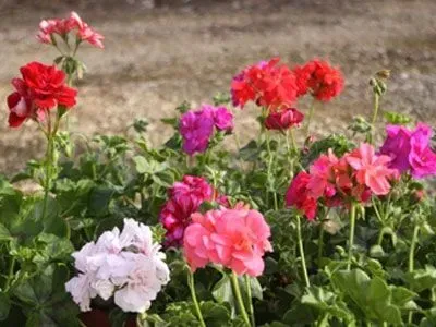 Flores coloridas de gerânio em vermelho, rosa e roxo, com folhas verdes, ao ar livre.