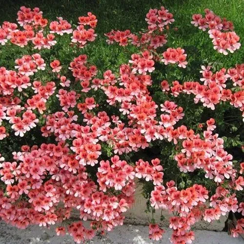 Flores de gerânio rosa em cascata sobre uma parede.