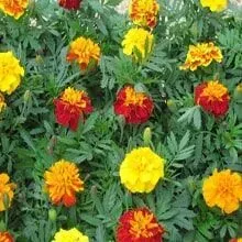 Flores de calêndula em vários tons de amarelo, laranja e vermelho, florescendo em um jardim.