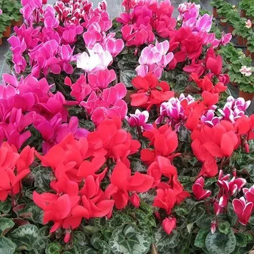 Close-up de flores vibrantes de ciclâmen vermelho, rosa e branco em uma estufa.