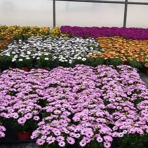 Fileiras de flores coloridas parecidas com margaridas