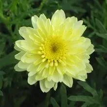 Flor de crisântemo amarelo em plena floração, cercada por folhagem verde.