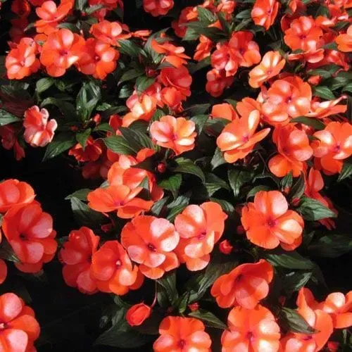 Flores de impatiens laranja florescendo em um jardim.