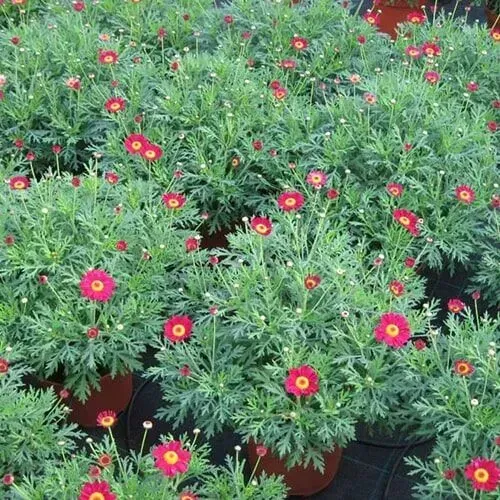 Flores vermelhas semelhantes a margaridas com centros amarelos florescem em plantas verdes e frondosas, em vasos marrons.