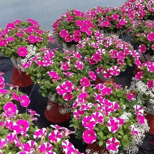 Fileiras de petúnias em vasos com flores listradas de rosa e branco, em uma estufa.