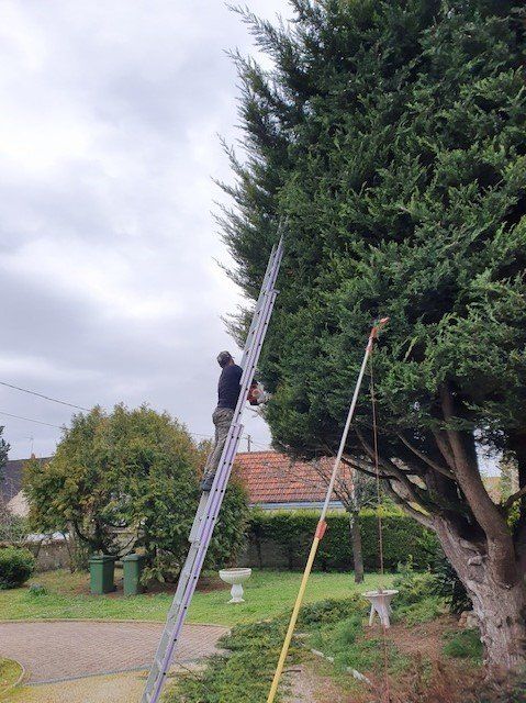 Professionnel sur une échelle posée sur un arbre