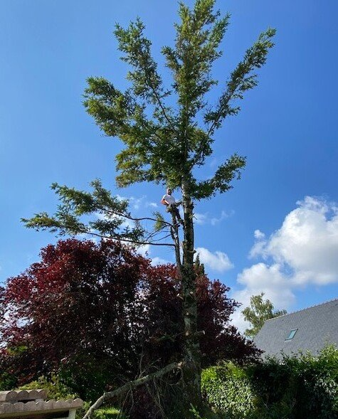 Élagueur en T-shirt blanc accroché à un arbre