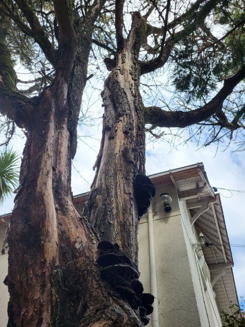 Arbres en mauvais état à côté d'une maison