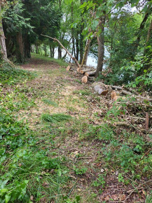 Tas de troncs d'arbres coupés le long d'une rive